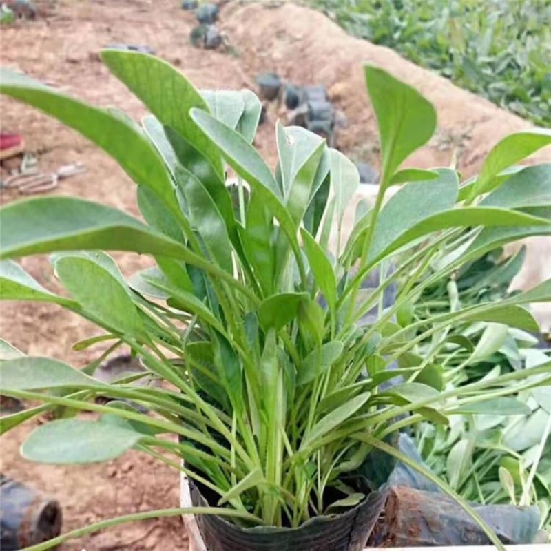 天人菊基地，大量供应优质天人菊苗100万株