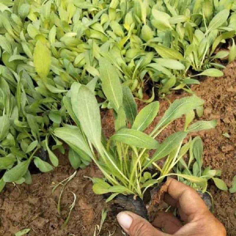 天人菊基地，大量供应优质天人菊苗100万株