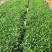 优质金鸡菊产地供应金鸡菊100万株批发价格