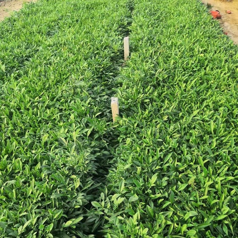 优质金鸡菊产地供应金鸡菊100万株批发价格
