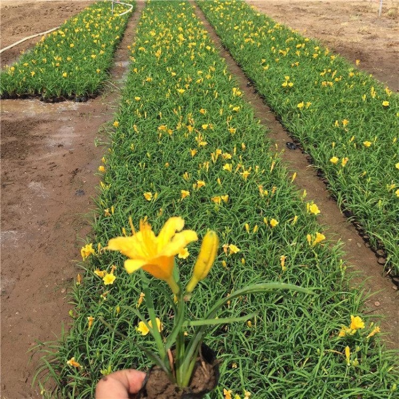 地栽金娃娃萱草金娃娃萱草芽大量供应100万芽