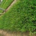 地栽金娃娃萱草金娃娃萱草芽大量供应100万芽