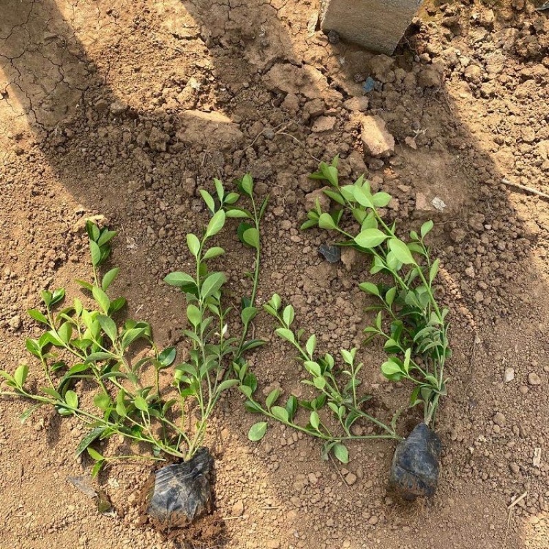 扶芳藤，基地直发，一手货源，量大质优，产地批发