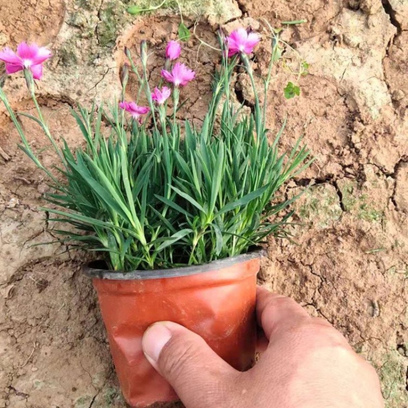 欧石竹基地欧石竹批发欧石竹产地直发欧石竹价格