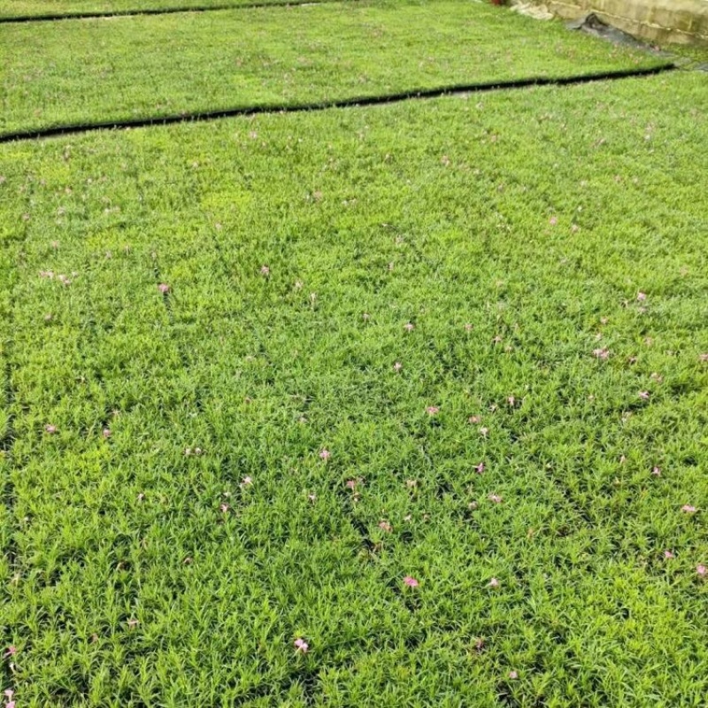 欧石竹穴盘苗，一手货源，量大质优，批发基地
