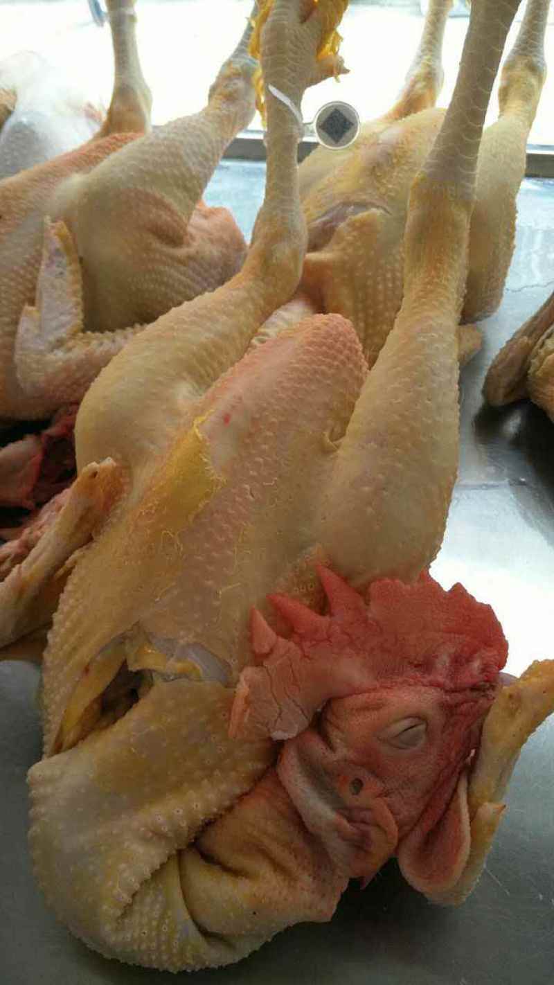 三黄大公鸡