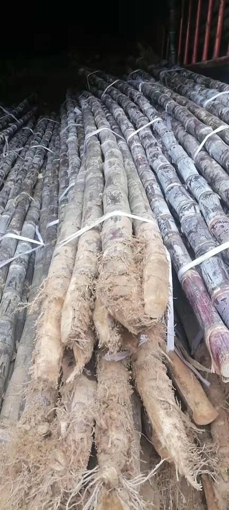黑皮手撕甘蔗