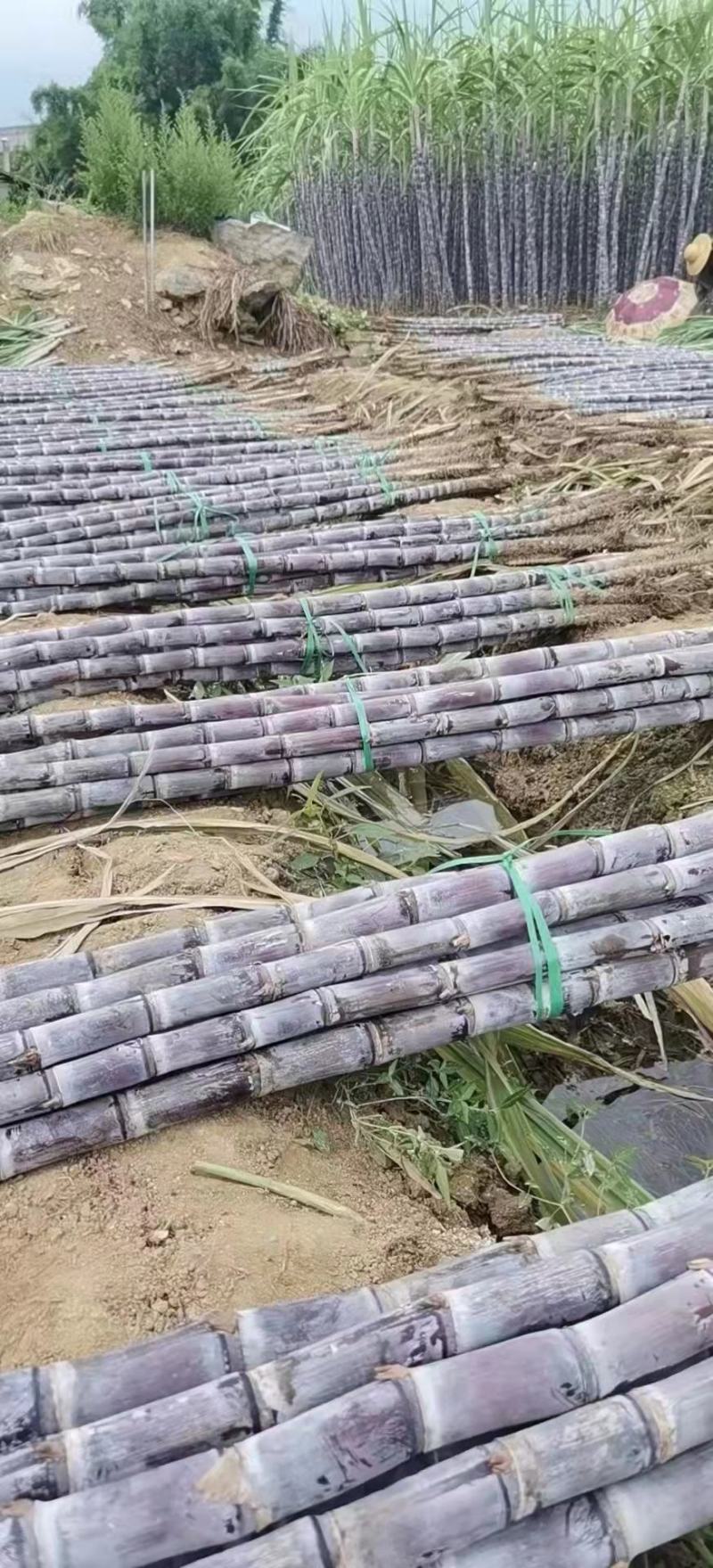 黑皮手撕甘蔗