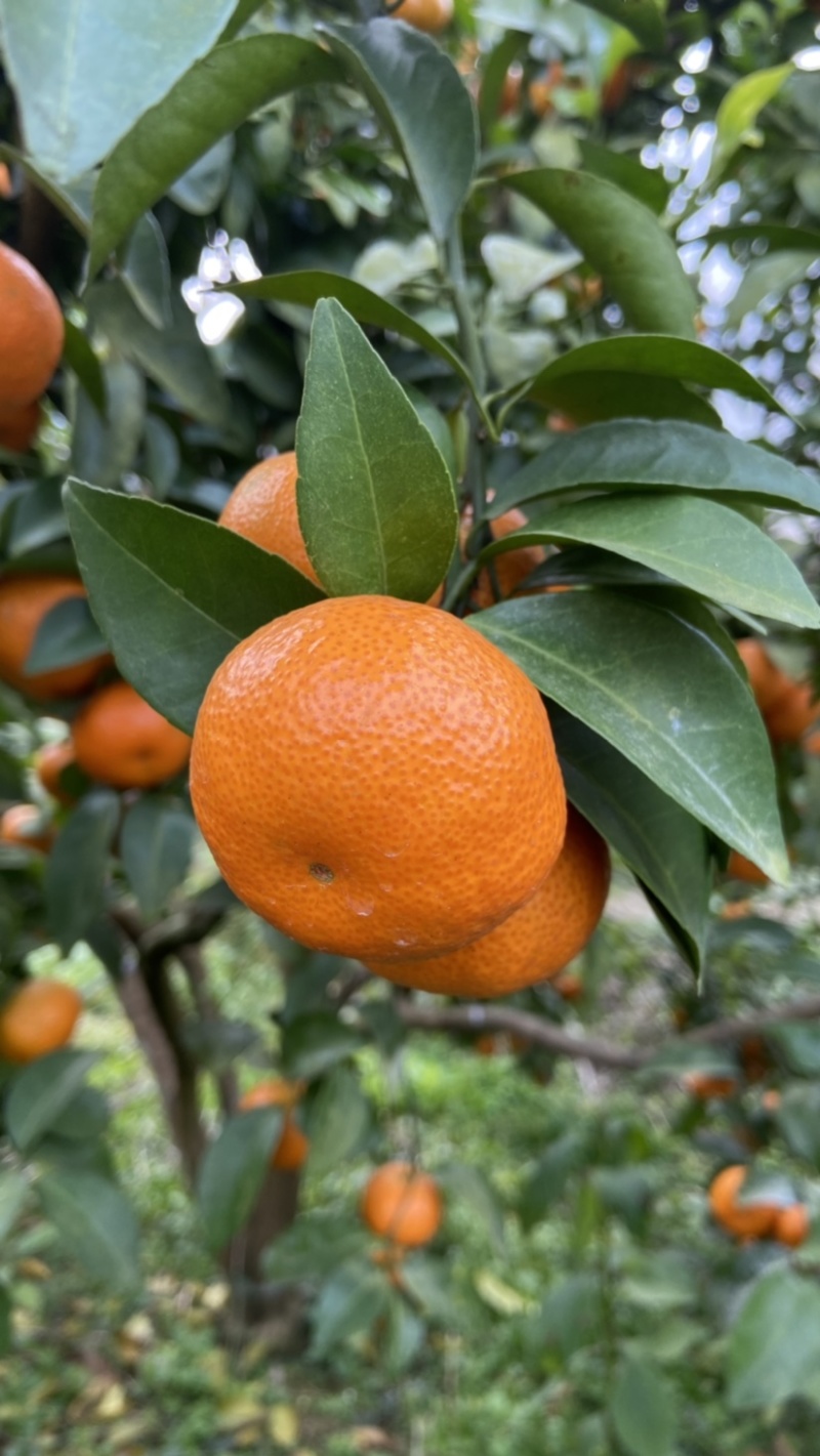 金秋砂糖橘，正宗广西荔浦砂糖橘，纯甜无酸味，水分充足