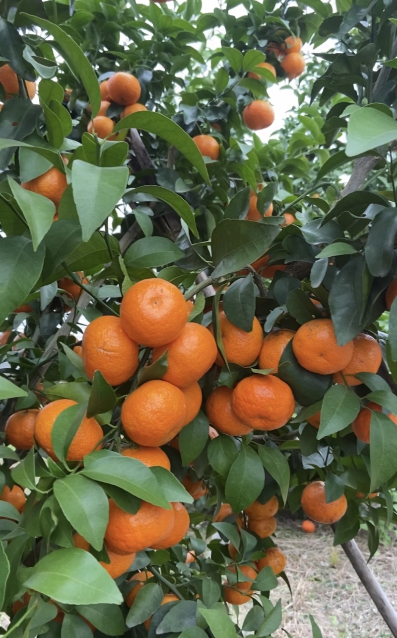 金秋砂糖橘，正宗广西荔浦砂糖橘，纯甜无酸味，水分充足