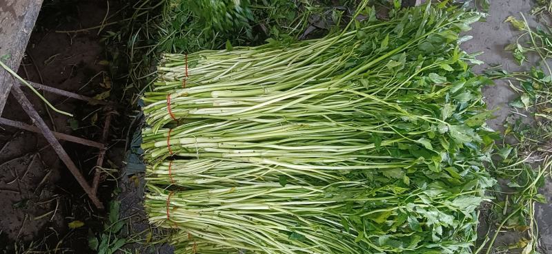 精品水芹菜可根据市场需要加工去根去叶净菜不接急单