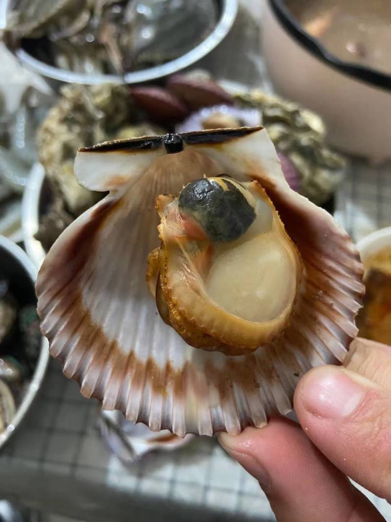 鲜活小红贝，港湾贝，一手货源，各类水产市海鲜自助餐厅