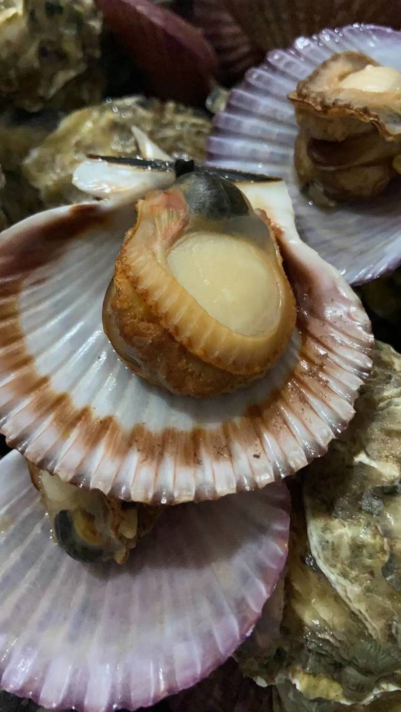 鲜活小红贝，港湾贝，一手货源，各类水产市海鲜自助餐厅