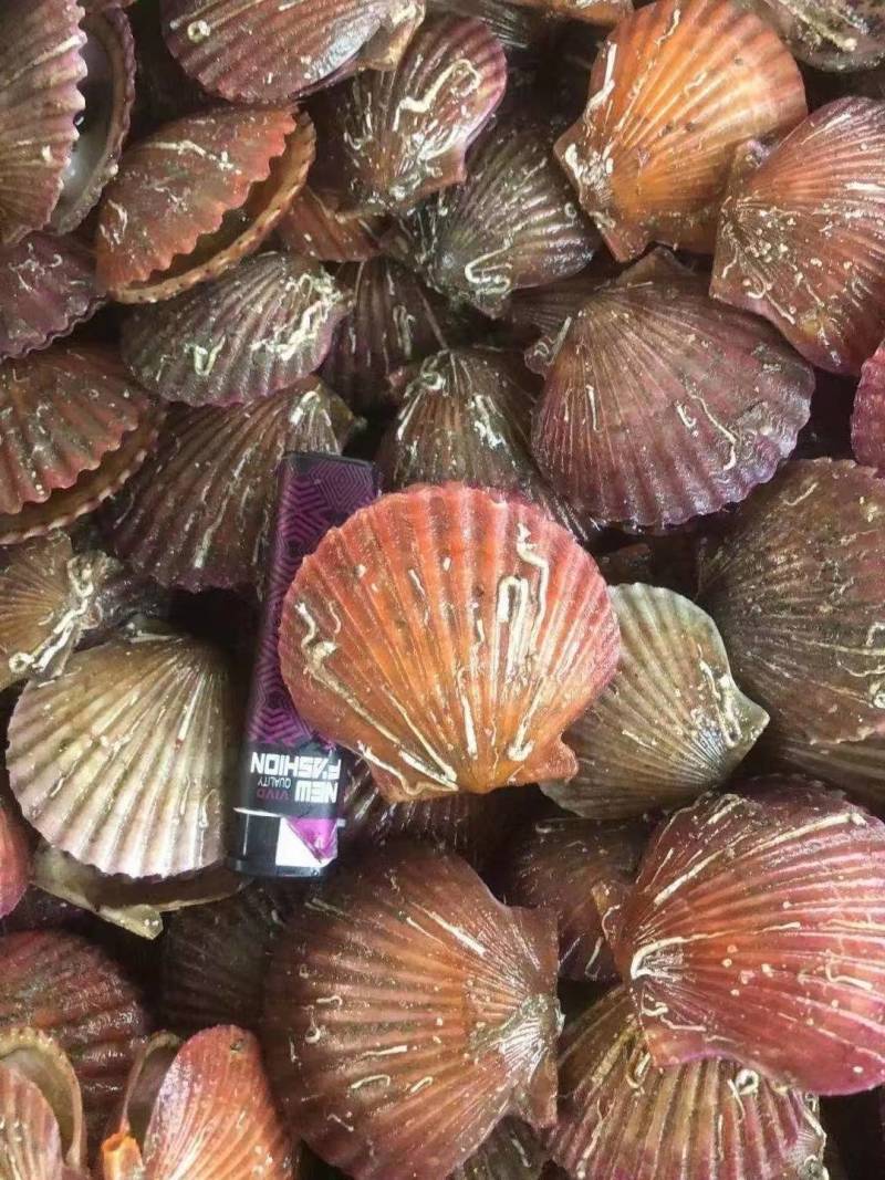 鲜活小红贝，港湾贝，一手货源，各类水产市海鲜自助餐厅