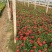 百日草自产自销100万百日草基地直销。低价处理。