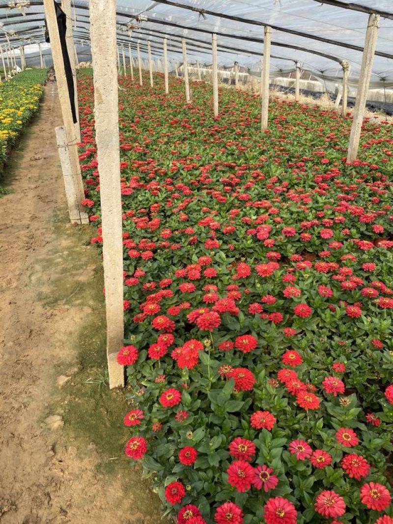 百日草自产自销100万百日草基地直销。低价处理。