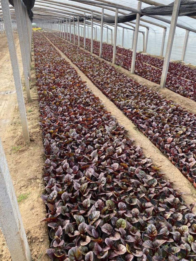 红叶甜菜自产自销红叶甜菜60万低价处理