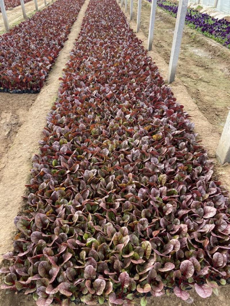 红叶甜菜自产自销红叶甜菜60万低价处理
