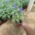 蓝花鼠尾草种植基地蓝花鼠尾草自产自销蓝花鼠尾草