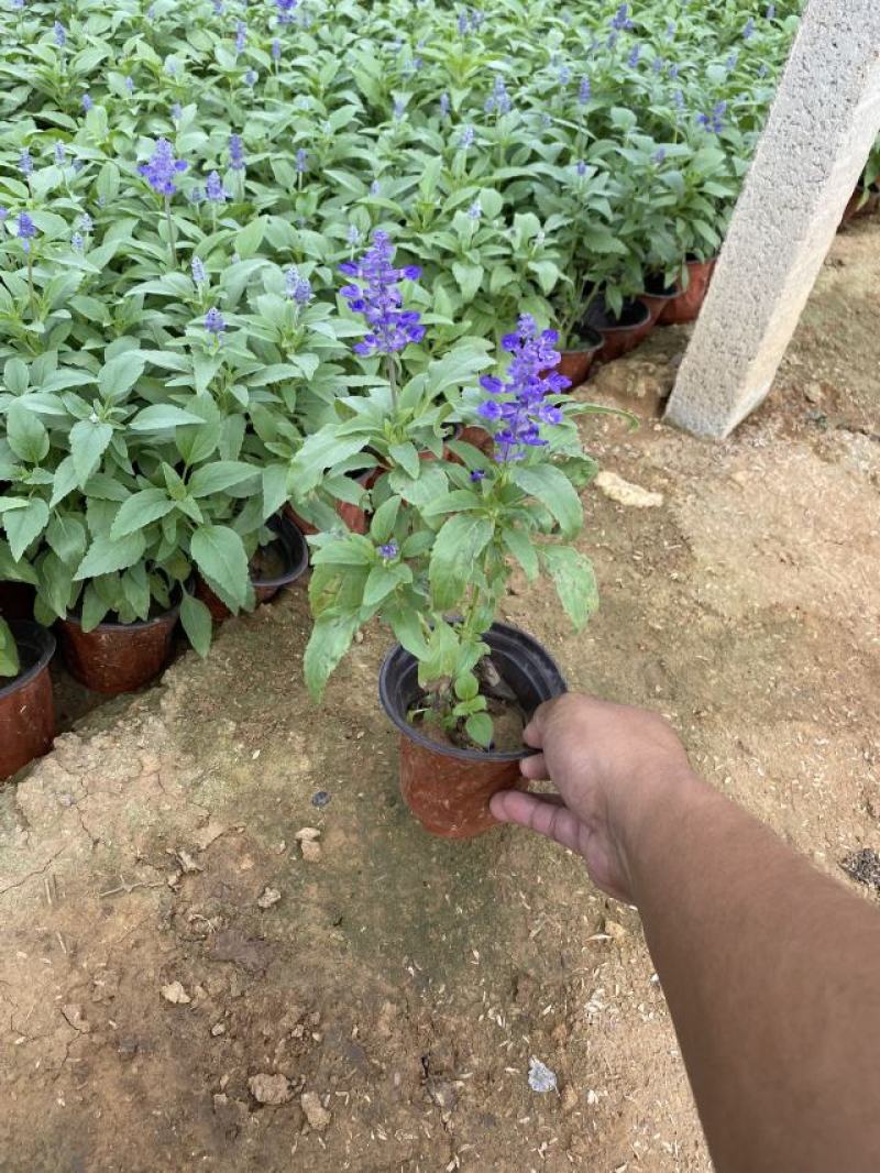 草花鼠尾草自产自销草花鼠尾草60万低价处理