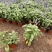 草花鼠尾草自产自销草花鼠尾草60万低价处理
