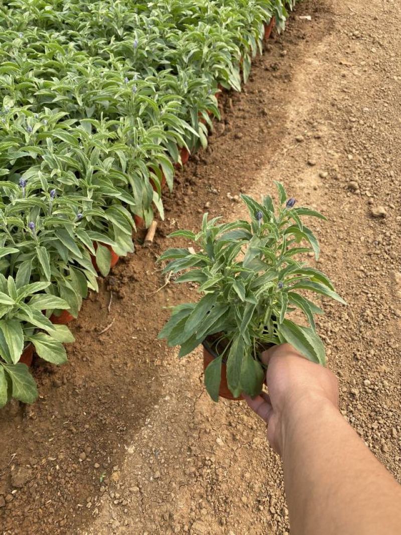 草花鼠尾草自产自销草花鼠尾草60万低价处理