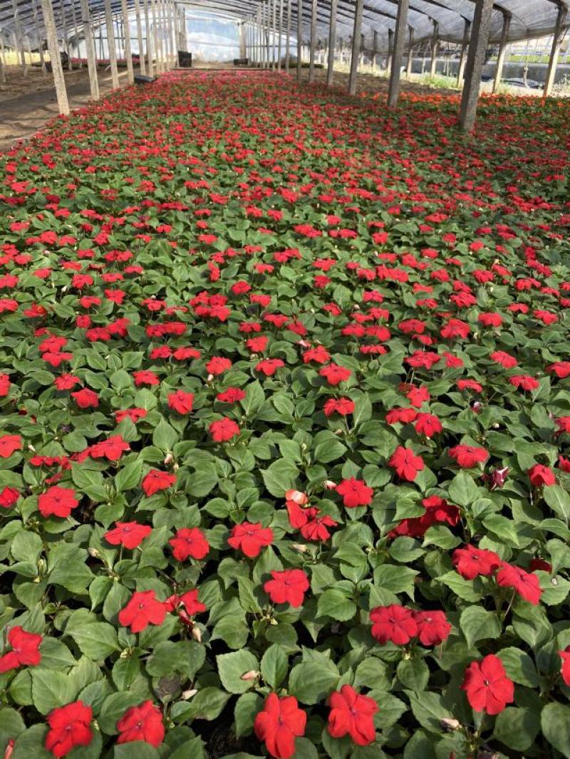 凤仙自产自销非洲凤仙种植基地。300万处理。