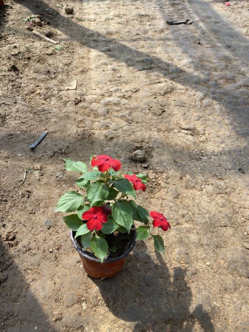 凤仙自产自销非洲凤仙种植基地。300万处理。