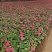 凤仙自产自销非洲凤仙种植基地。300万处理。