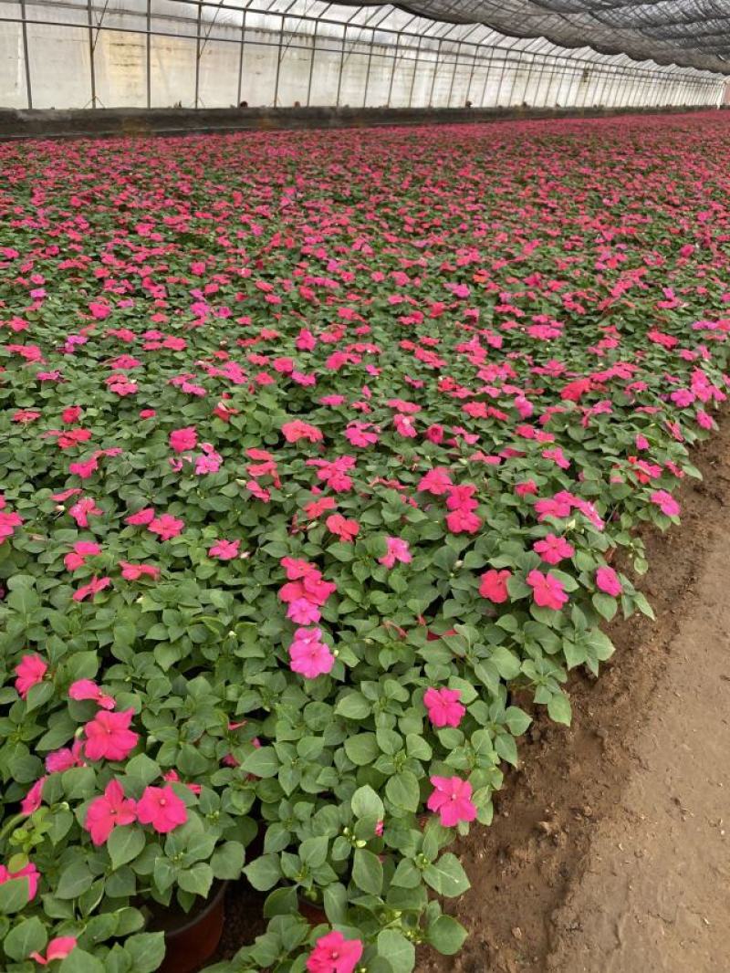 凤仙自产自销非洲凤仙种植基地。300万处理。