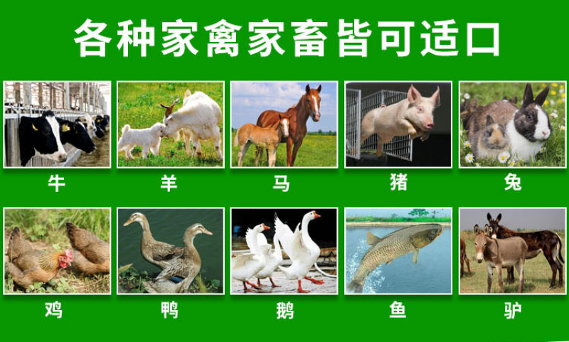 冬牧70黑麦草种子牧草种子耐寒高产抗倒伏家禽牲口