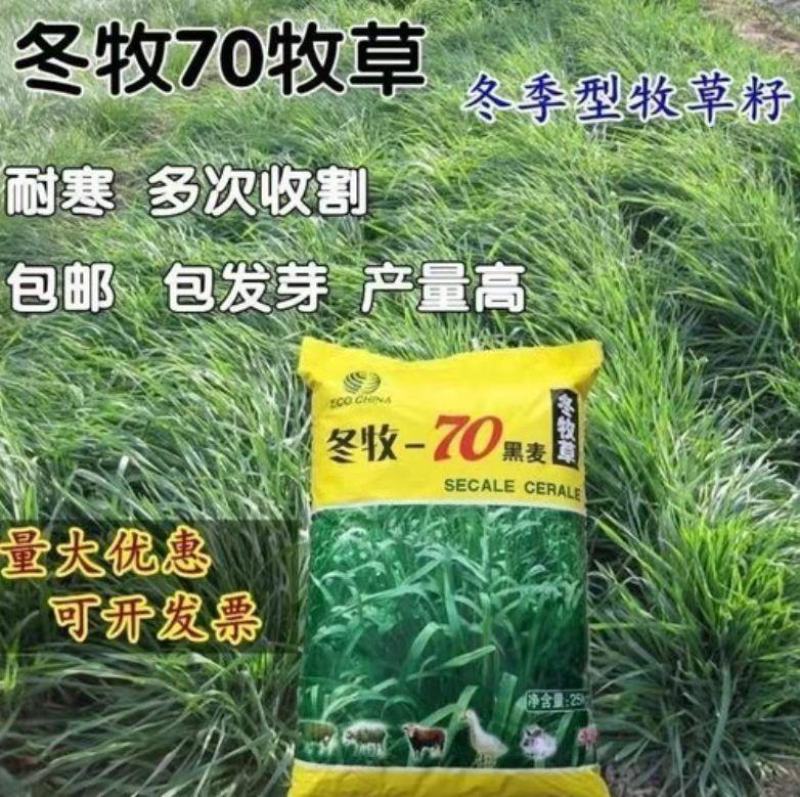 冬牧70黑麦草种子牧草种子耐寒高产抗倒伏家禽牲口