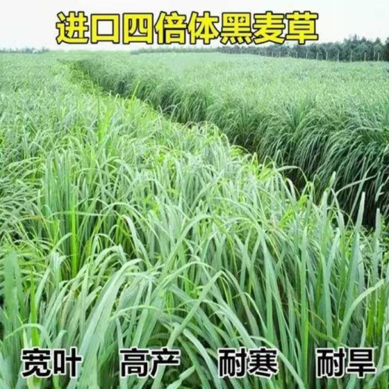 冬牧70黑麦草种子牧草种子耐寒高产抗倒伏家禽牲口