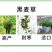 冬牧70黑麦草种子牧草种子耐寒高产抗倒伏家禽牲口