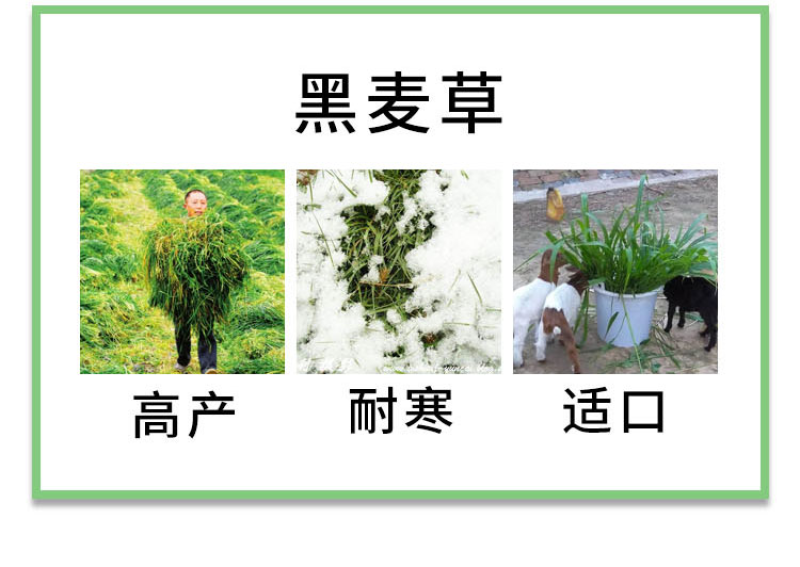 冬牧70黑麦草种子牧草种子耐寒高产抗倒伏家禽牲口