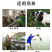冬牧70黑麦草种子牧草种子耐寒高产抗倒伏家禽牲口