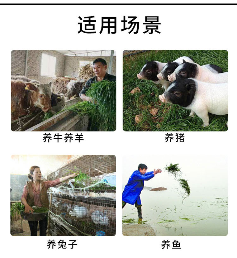 冬牧70黑麦草种子牧草种子耐寒高产抗倒伏家禽牲口