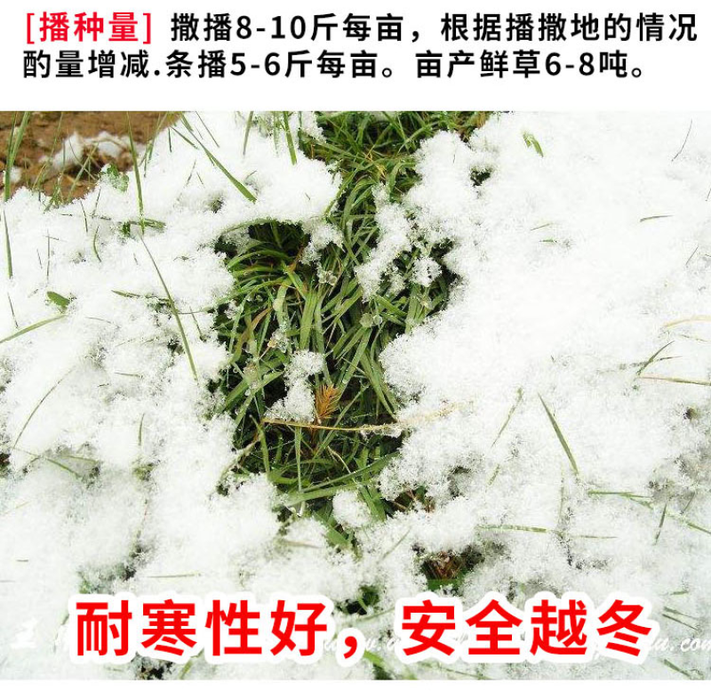 冬牧70黑麦草种子牧草种子耐寒高产抗倒伏家禽牲口