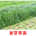 冬牧70黑麦草种子牧草种子耐寒高产抗倒伏家禽牲口