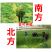 冬牧70黑麦草种子牧草种子耐寒高产抗倒伏家禽牲口