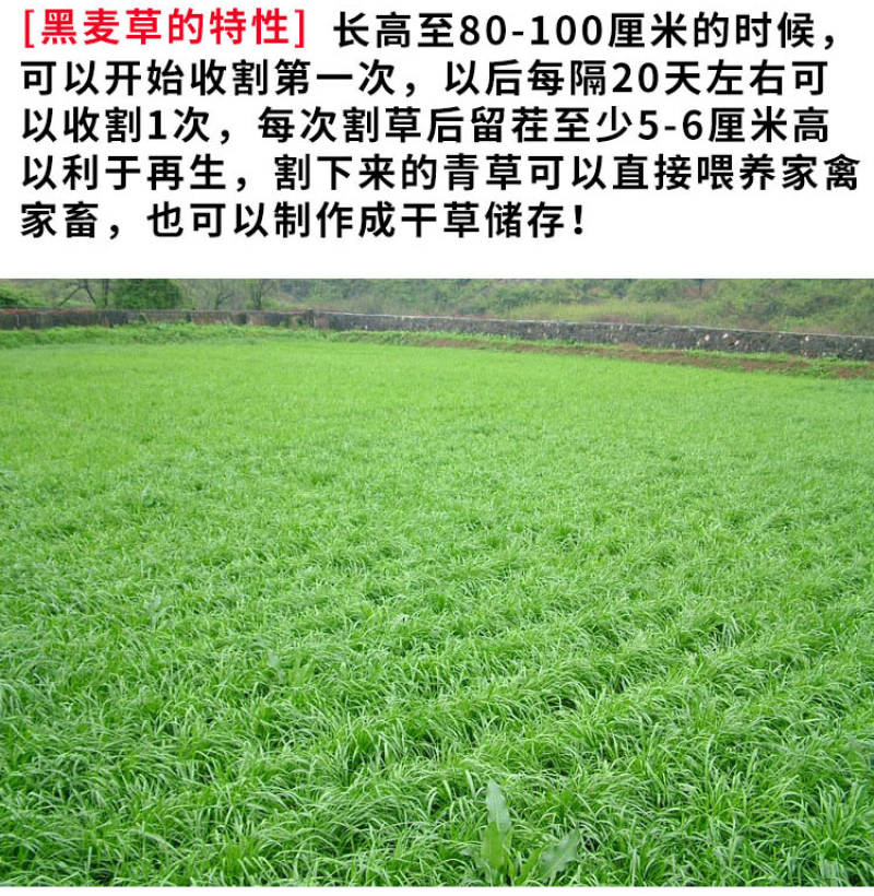 冬牧70黑麦草种子牧草种子耐寒高产抗倒伏家禽牲口