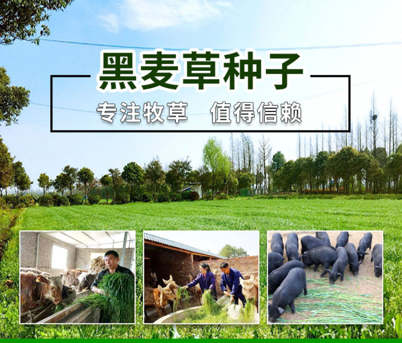 冬牧70黑麦草种子牧草种子耐寒高产抗倒伏家禽牲口