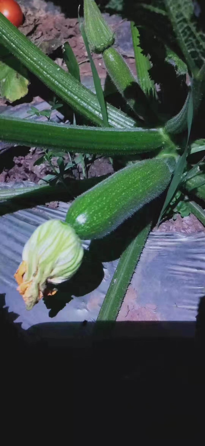 西葫芦种子油亮型颜色绿