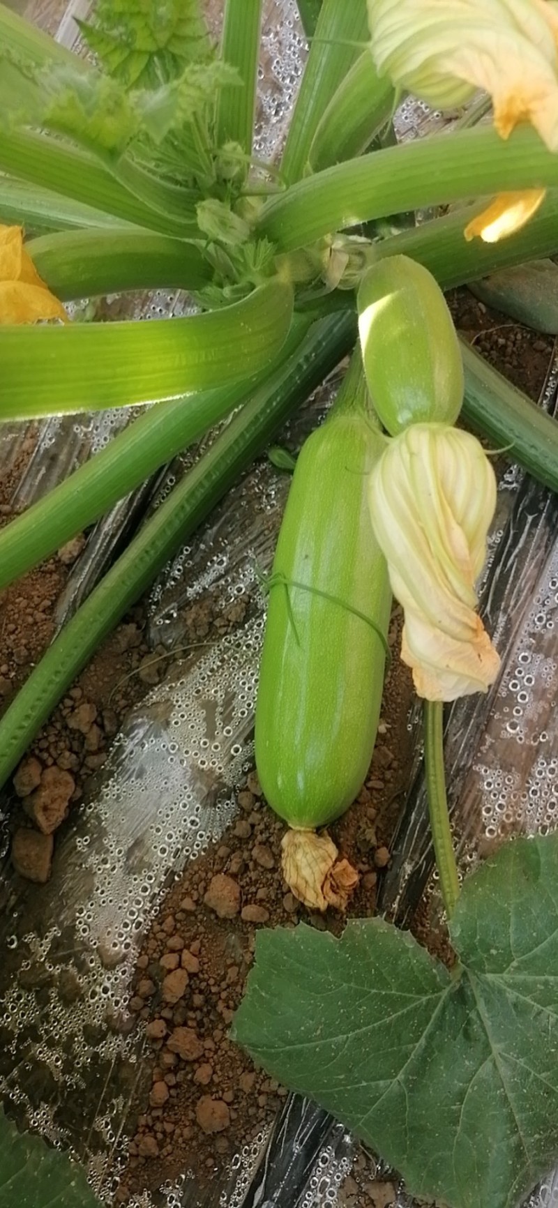 西葫芦种子油亮型颜色绿