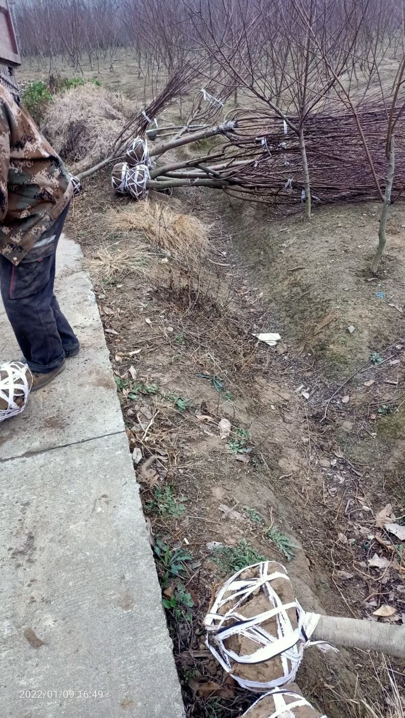 红叶碧桃市政工程行道风景公园绿化植树造林占地用苗房地产用