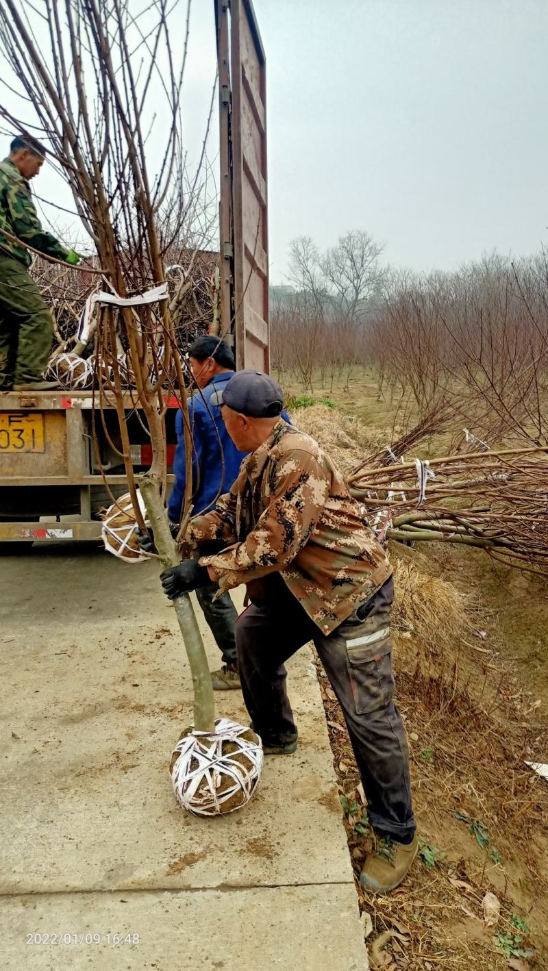 红叶碧桃市政工程行道风景公园绿化植树造林占地用苗房地产用