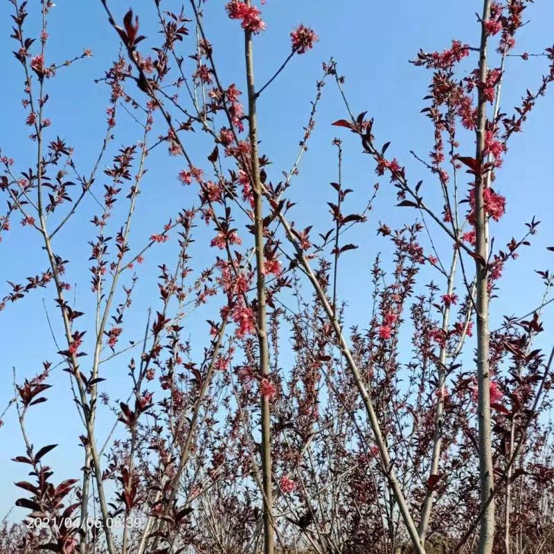 红叶碧桃市政工程行道风景公园绿化植树造林占地用苗房地产用