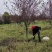 红叶碧桃市政工程行道风景公园绿化植树造林占地用苗房地产用