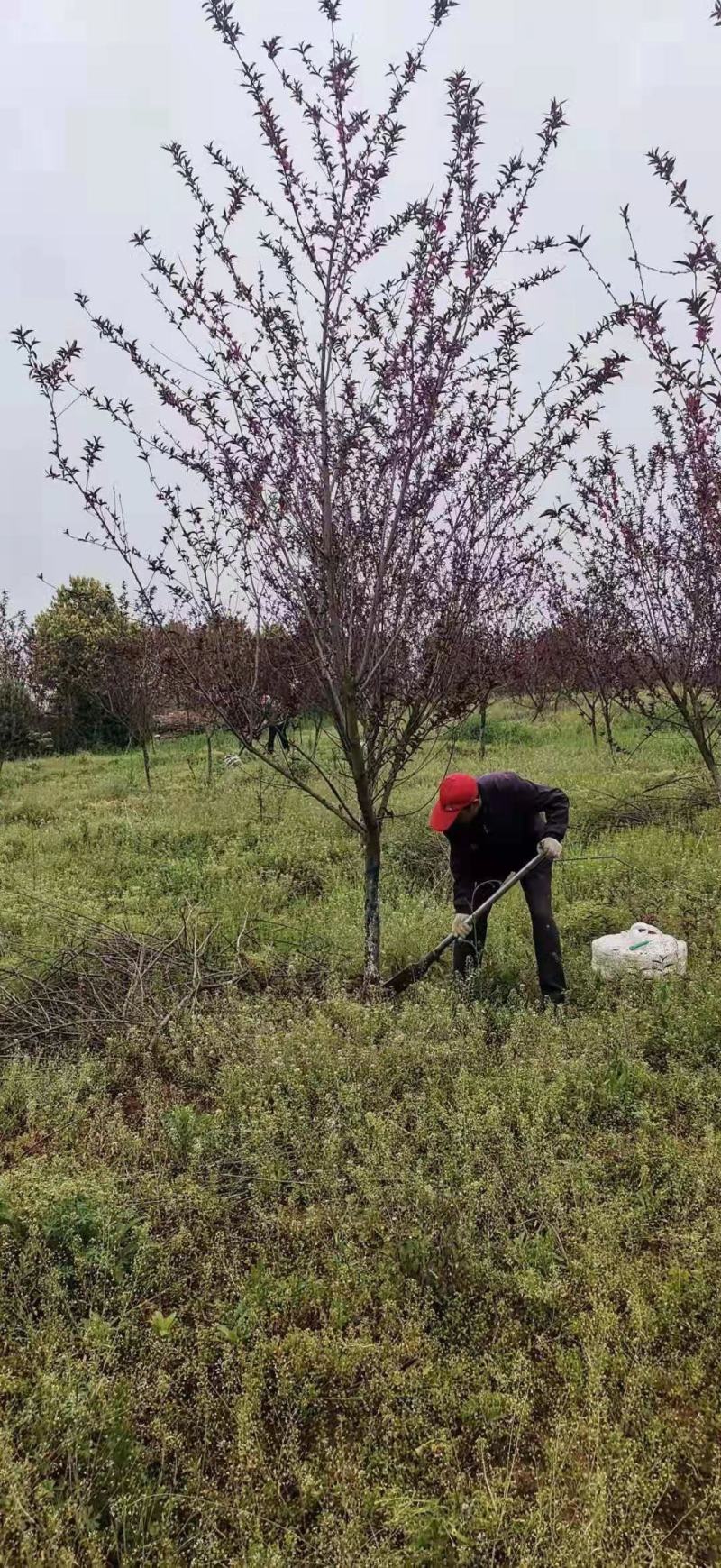 红叶碧桃市政工程行道风景公园绿化植树造林占地用苗房地产用