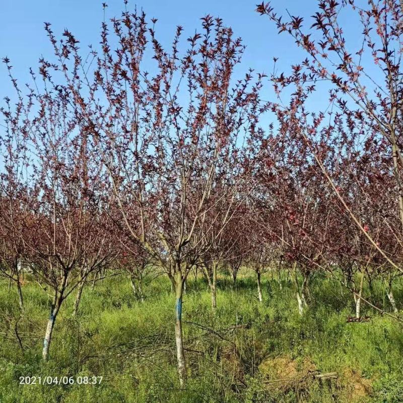 红叶碧桃市政工程行道风景公园绿化植树造林占地用苗房地产用